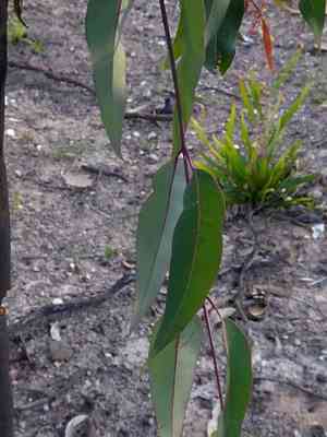 Sydney red gum(Angophora costata)