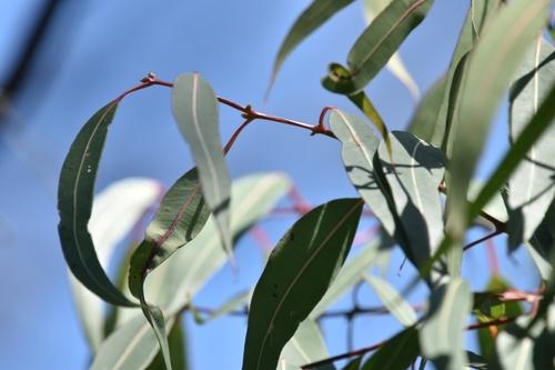 Sydney red gum(Angophora costata)