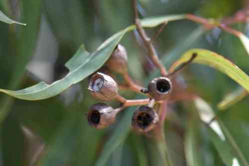 Sydney red gum(Angophora costata)