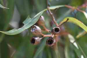 Sydney red gum(Angophora costata)