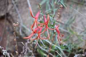 Narrowleaf desert honeysuckle(Anisacanthus linearis)