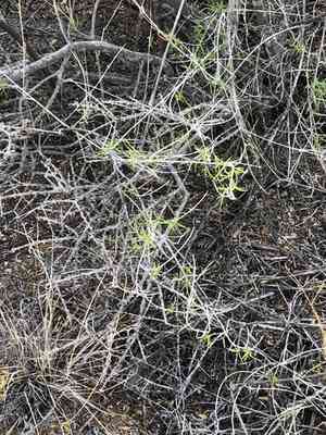 Narrowleaf desert honeysuckle(Anisacanthus linearis)