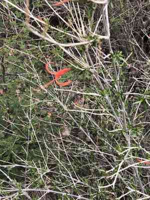 Narrowleaf desert honeysuckle(Anisacanthus linearis)
