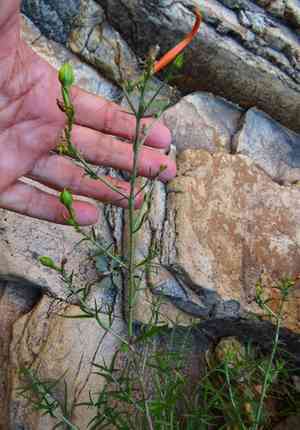 Narrowleaf desert honeysuckle(Anisacanthus linearis)