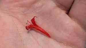 Flame acanthus(Anisacanthus quadrifidus)