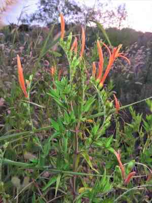 Flame acanthus(Anisacanthus quadrifidus)