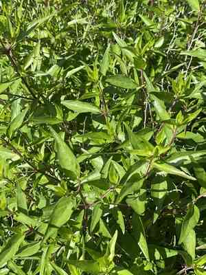 Flame acanthus(Anisacanthus quadrifidus)
