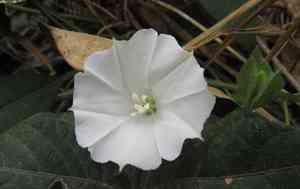 Whitejacket(Aniseia martinicensis)
