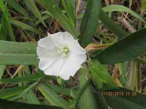 Whitejacket(Aniseia martinicensis)