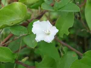 Whitejacket(Aniseia martinicensis)