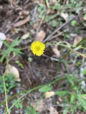 Woodland madia(Anisocarpus madioides)