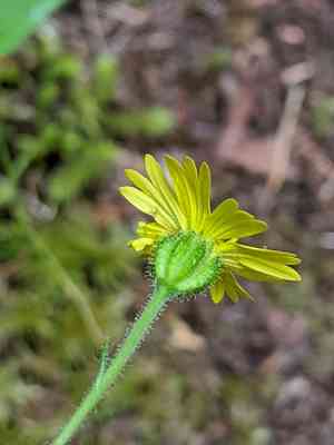 Woodland madia(Anisocarpus madioides)