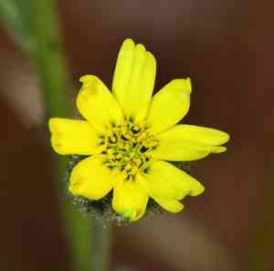 Woodland madia(Anisocarpus madioides)