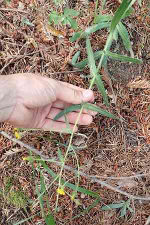 Woodland madia(Anisocarpus madioides)