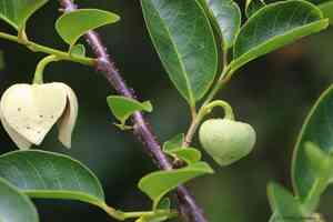 Pond Apple(Annona glabra)