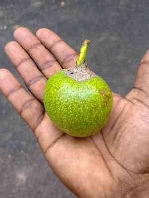 Pond Apple(Annona glabra)