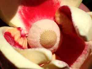 Pond Apple(Annona glabra)