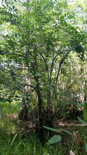Pond Apple(Annona glabra)