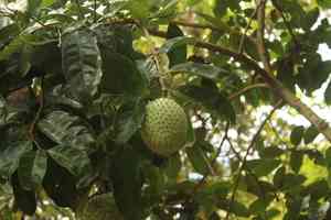 Mountain soursop(Annona montana)