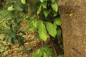 Mountain soursop(Annona montana)