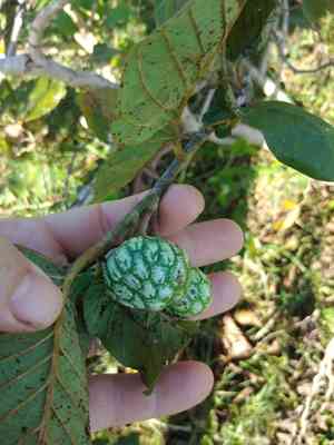 Wild custard apple(Annona senegalensis)