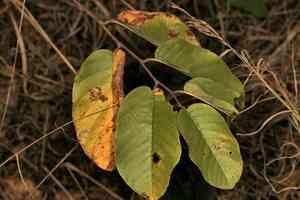 Wild custard apple(Annona senegalensis)