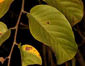 Wild custard apple(Annona senegalensis)