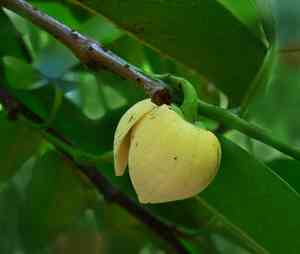 Guanabana (Annona)(Annona)