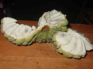 Guanabana (Annona)(Annona)