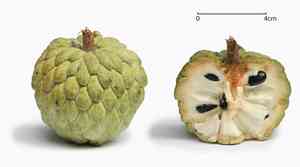 Guanabana (Annona)(Annona)