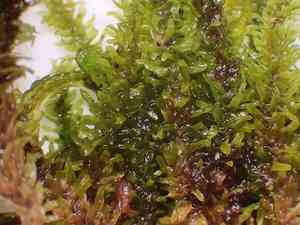 Rugel's anomodon moss(Anomodon rugelii)