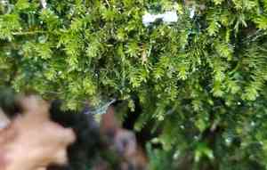 Rugel's anomodon moss(Anomodon rugelii)