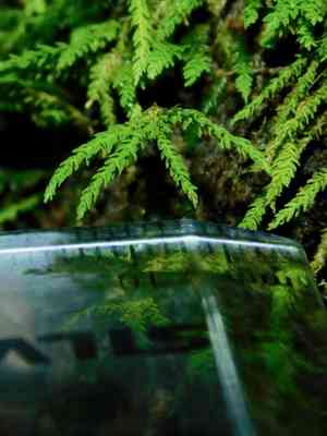 Rugel's anomodon moss(Anomodon rugelii)