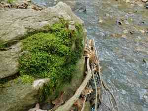 Rugel's anomodon moss(Anomodon rugelii)