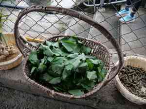 Madeira-vine(Anredera cordifolia)