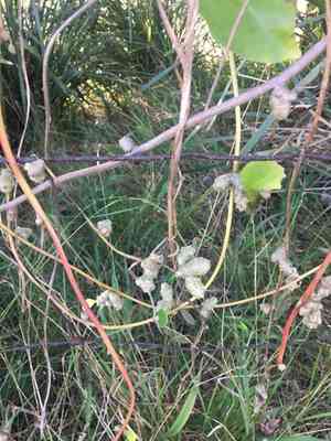 Madeira-vine(Anredera cordifolia)