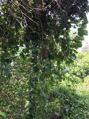 Madeira-vine(Anredera cordifolia)