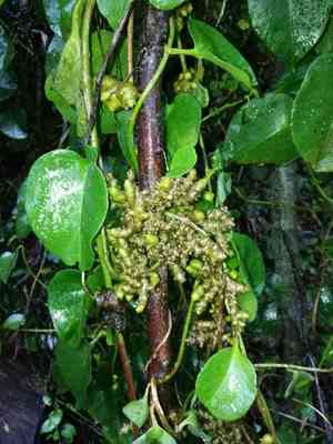 Madeira-vine(Anredera cordifolia)