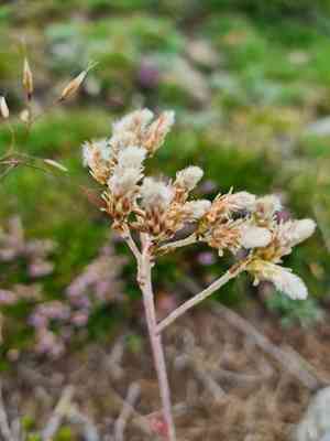 Mountain everlasting(Antennaria dioica)