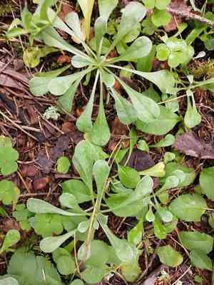 Mountain everlasting(Antennaria dioica)