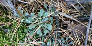 Mountain everlasting(Antennaria dioica)