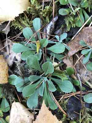 Mountain everlasting(Antennaria dioica)