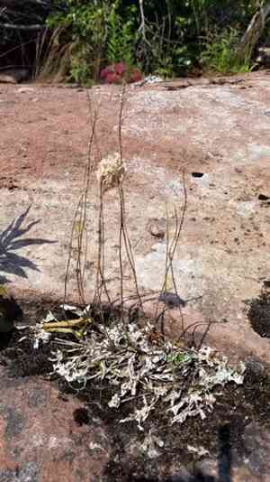 Howell's pussytoes(Antennaria howellii)