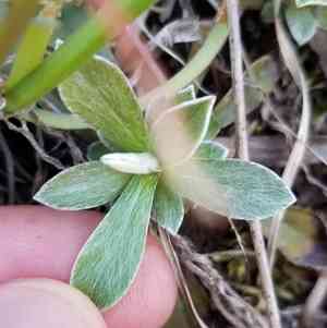 Howell's pussytoes(Antennaria howellii)