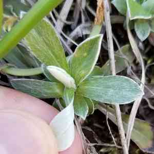 Howell's pussytoes(Antennaria howellii)