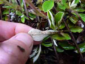 Howell's pussytoes(Antennaria howellii)