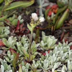 Rocky mountain pussytoes(Antennaria media)