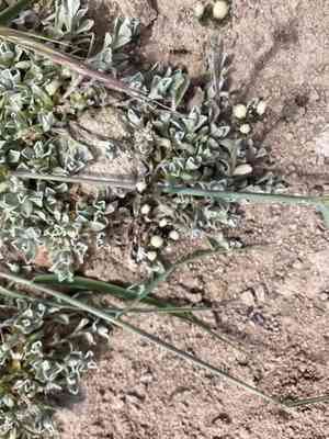 Rocky mountain pussytoes(Antennaria media)