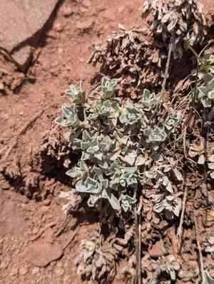 Rocky mountain pussytoes(Antennaria media)