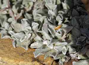Rocky mountain pussytoes(Antennaria media)